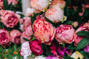 Peonies, çok yakın çekim.