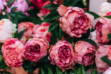 Peonies, çok yakın çekim.