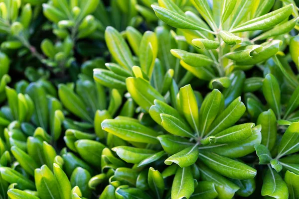 Grön dekorativ växt med långa blad, makrofotografier — Stockfoto