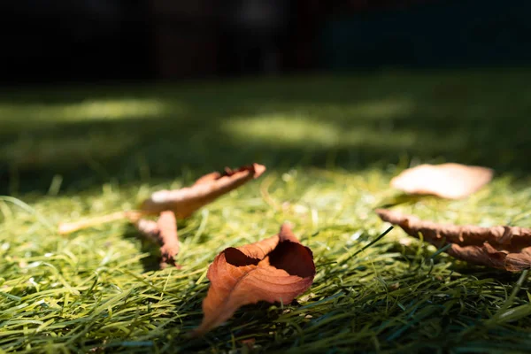 Dry, brown chestnut leaves lie on the grass — Stock Photo, Image