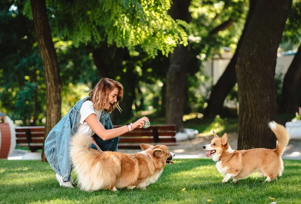 Retrato de mujer con perros Galés Corgi Pembroke en parque de perros — Foto de Stock