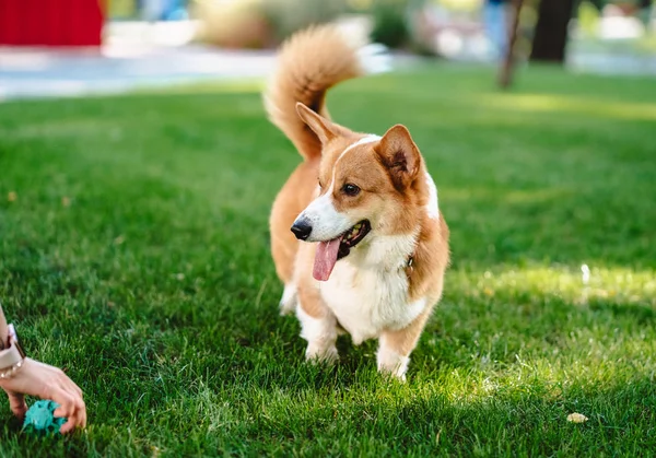 Anjing Corgi Wales Yang Bahagia Dan Aktif Luar Rumah Rumput — Stok Foto