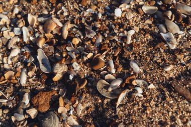 Sahilde kum görünümü kadar yakın birçok kırık kabukları kazık kadar