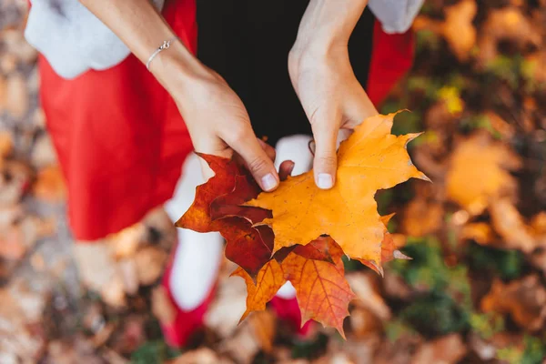 Closeup of girls hands holding autumn maple tree leaves — Stock Photo, Image