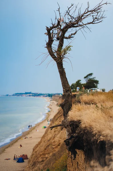 Bir uçurum okyanus yukarıda ağaçta — Stok fotoğraf