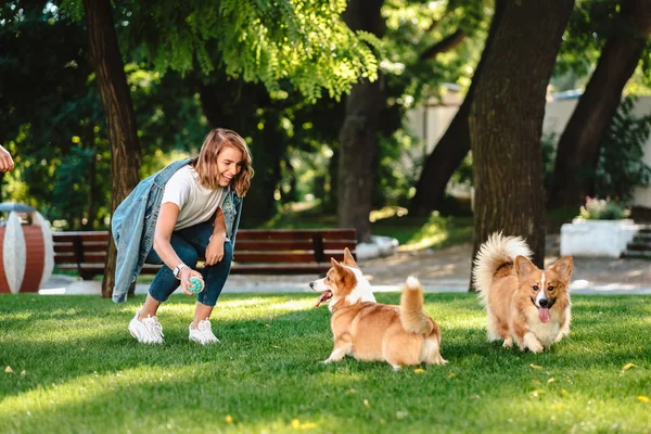 Retrato de mujer con perros Galés Corgi Pembroke en parque de perros — Foto de Stock