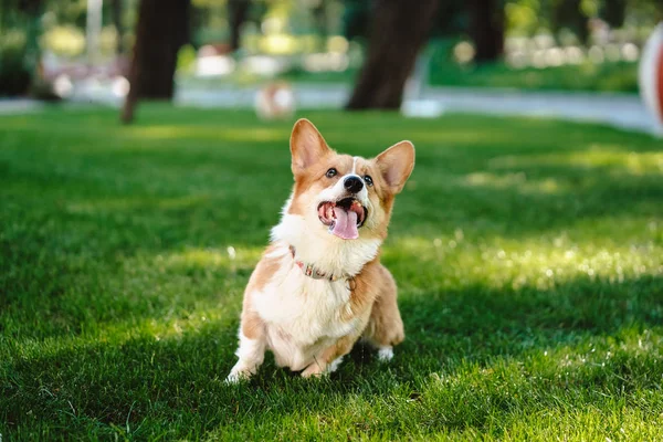 Szczęśliwy i aktywny rasowy walijski pies Corgi na świeżym powietrzu w trawie — Zdjęcie stockowe