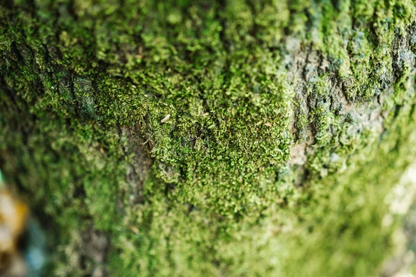 Moss vztahuje staré dřevo, povrch kůry stromů s zelenými rostlinami. — Stock fotografie