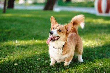 Mutlu ve aktif safkan Galli Corgi köpeği çimlerin üzerinde