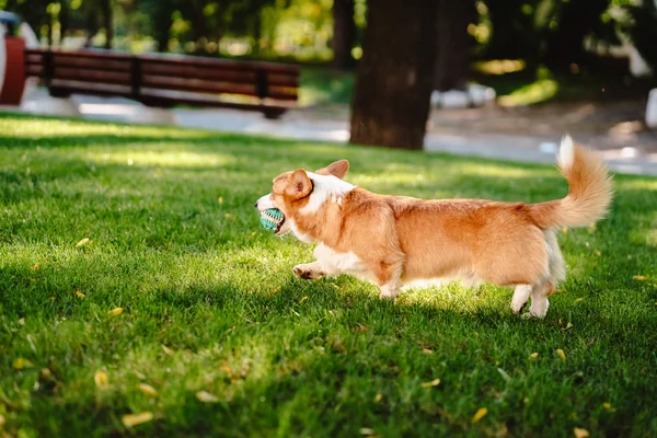 Galês corgi desfrutar seu brinquedo no gramado — Fotografia de Stock