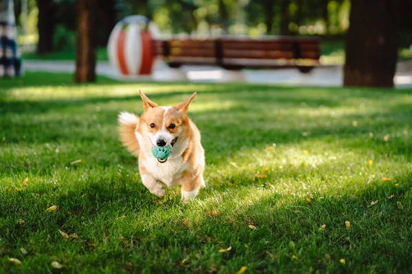 Galês corgi desfrutar seu brinquedo no gramado — Fotografia de Stock