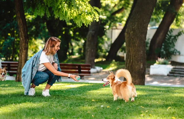 Porträtt av kvinna med hund walesiska Corgi Pembroke i hund park — Stockfoto