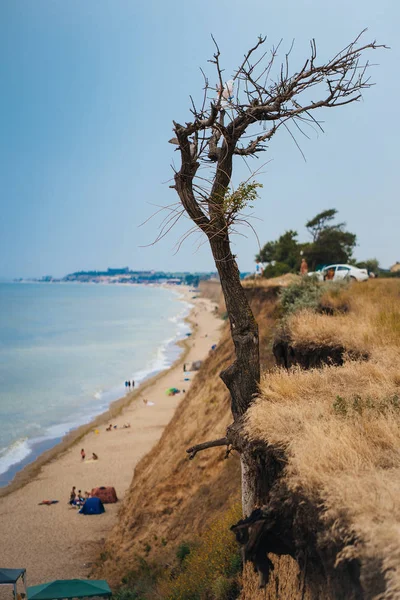 Árbol en un acantilado sobre el océano — Foto de Stock