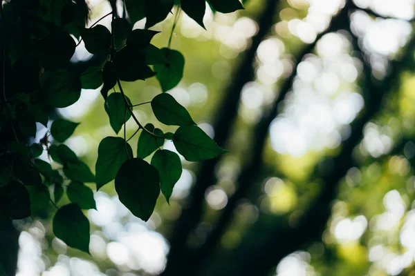 Крупним планом природа зеленого листя в саду — стокове фото