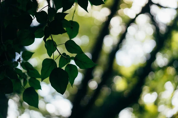 Detailní povaha zelené listí na zahradě — Stock fotografie