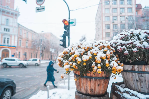 Schnee auf den Blumen im Topf, Blumentöpfe auf den Straßen — Stockfoto