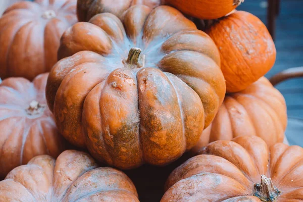 Birçok büyük turuncu kabak sokakta yalan. Sonbahar sokak dekorasyon.