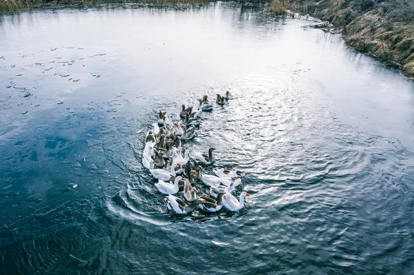 Gänse im Wasser, Schwimmen auf dem Fluss, sonniger Tag — Stockfoto