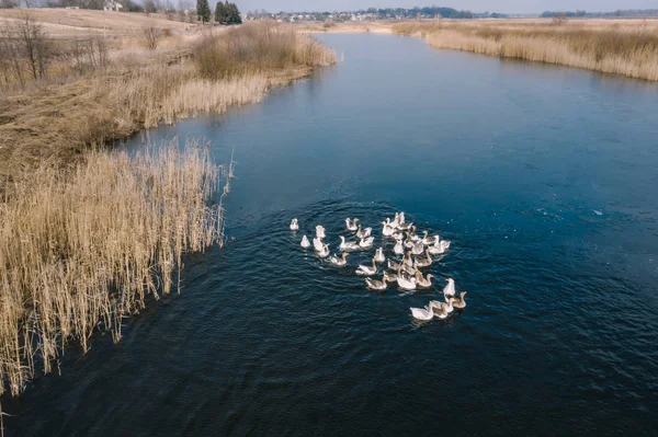 Gansos en el agua, nadar en el río, día soleado — Foto de Stock