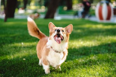 Mutlu ve aktif safkan Galli Corgi köpeği çimlerin üzerinde