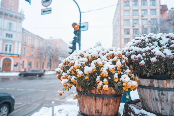 Schnee auf den Blumen im Topf, Blumentöpfe auf den Straßen — Stockfoto