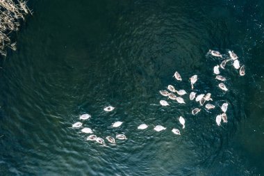 Kazlar, suda yüzmek nehirde, güneşli bir gün