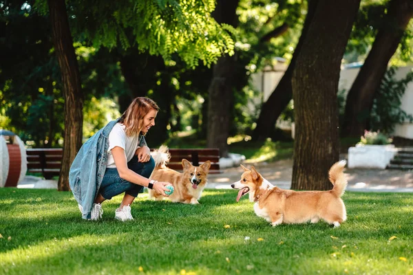 Porträtt av kvinna med hundar Welsh Corgi Pembroke i hund park — Stockfoto