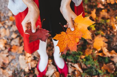 Sonbahar Akça ağaç holding kızlar eller closeup bırakır
