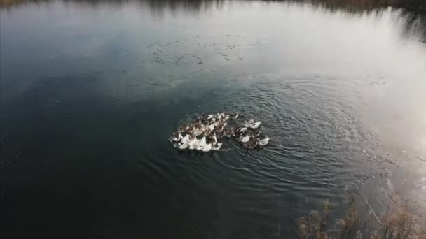 Kazlar, suda yüzmek nehirde, güneşli bir gün — Stok video