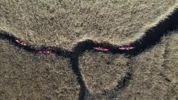 Grupo de personas en kayaks entre cañas en el río de otoño . — Vídeo de stock