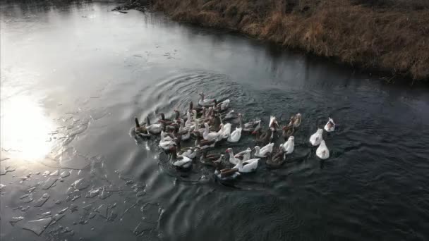 鹅在水, 在河上游泳, 阳光明媚的日子 — 图库视频影像
