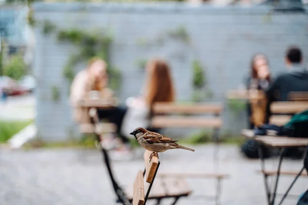 Птица в городе. Воробей сидит на столе в кафе на открытом воздухе — стоковое фото