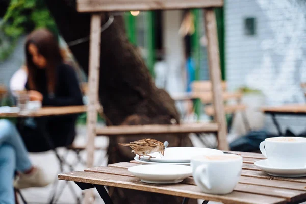 Pájaro en la ciudad. Gorrión sentado en la mesa en la cafetería al aire libre — Foto de Stock