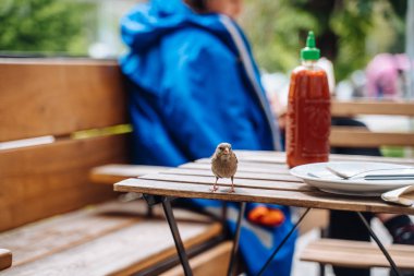 Bird in city. Sparrow sitting on table in outdoor cafe clipart