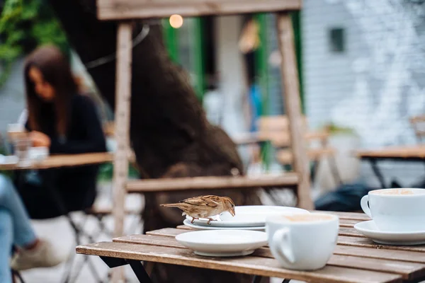 Pájaro en la ciudad. Gorrión sentado en la mesa en la cafetería al aire libre — Foto de Stock
