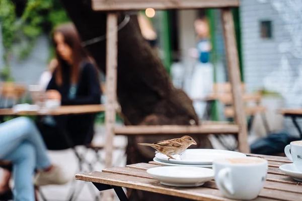 Pájaro en la ciudad. Gorrión sentado en la mesa en la cafetería al aire libre — Foto de Stock