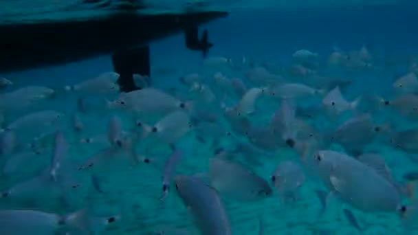 Silver ocean fish swims at the camera. — Stock Video