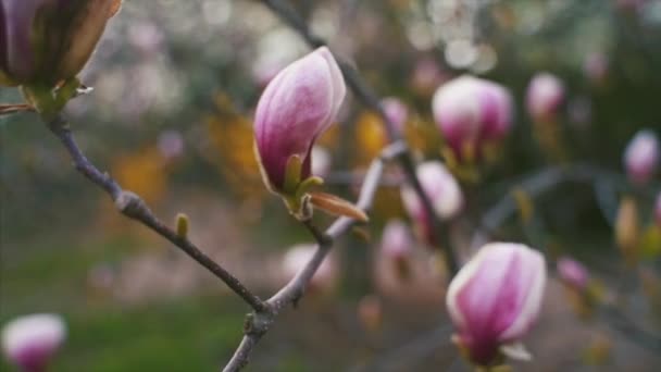 Flowers of pink magnolia. Magnolia tree blossom — Stock Video