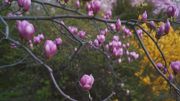 Květiny růžové Magnolie. Magnolia Kvetoucí strom — Stock video