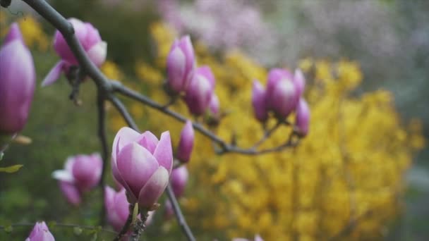 Blüten rosa Magnolie. Magnolienblüte — Stockvideo