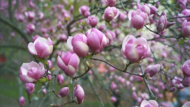 Flores de magnólia rosa. Flor da árvore de magnólia — Vídeo de Stock