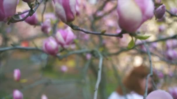 Flores de magnolia rosa. Flor de árbol de magnolia — Vídeo de stock