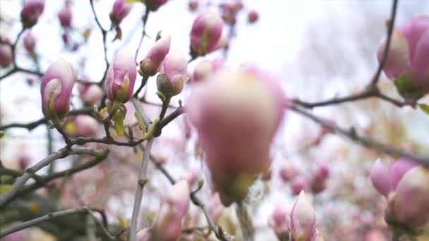 Flores de magnólia rosa. Flor da árvore de magnólia — Vídeo de Stock