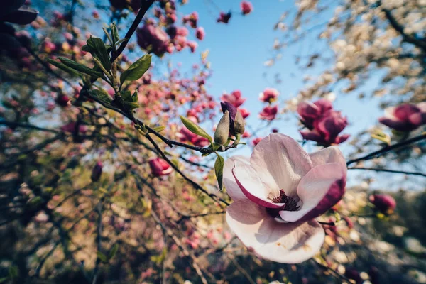 Flowers of pink magnolia. Magnolia tree blossom