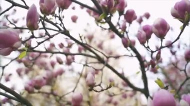 Pembe Manolya çiçekleri. Manolya ağacı çiçeği