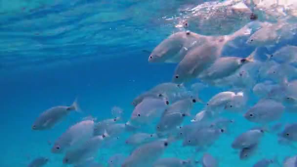 Stříbrné oceánské ryby plavou na kameře. — Stock video