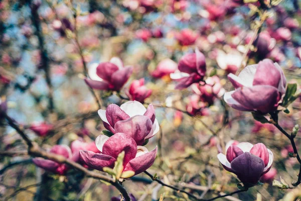 Květiny růžové Magnolie. Magnolia Kvetoucí strom — Stock fotografie