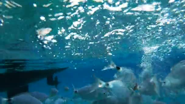 Plata peces del océano nada en la cámara . — Vídeo de stock