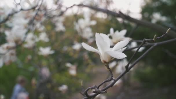Flores de magnólia rosa. Flor da árvore de magnólia — Vídeo de Stock