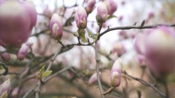 Blüten rosa Magnolie. Magnolienblüte — Stockvideo